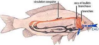 La respiration d'un poisson