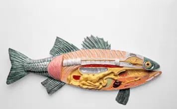 L’anatomie externe et interne d’un poisson