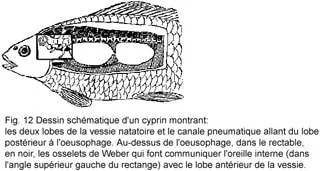 Le sens de la pression