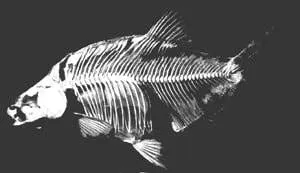 Le squelette d'un poisson