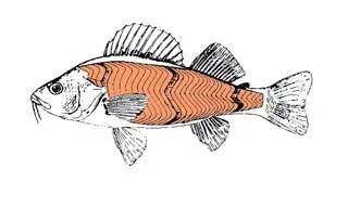 Le systeme musculaire d'un poisson