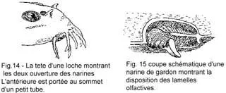 L'odorat et le goût