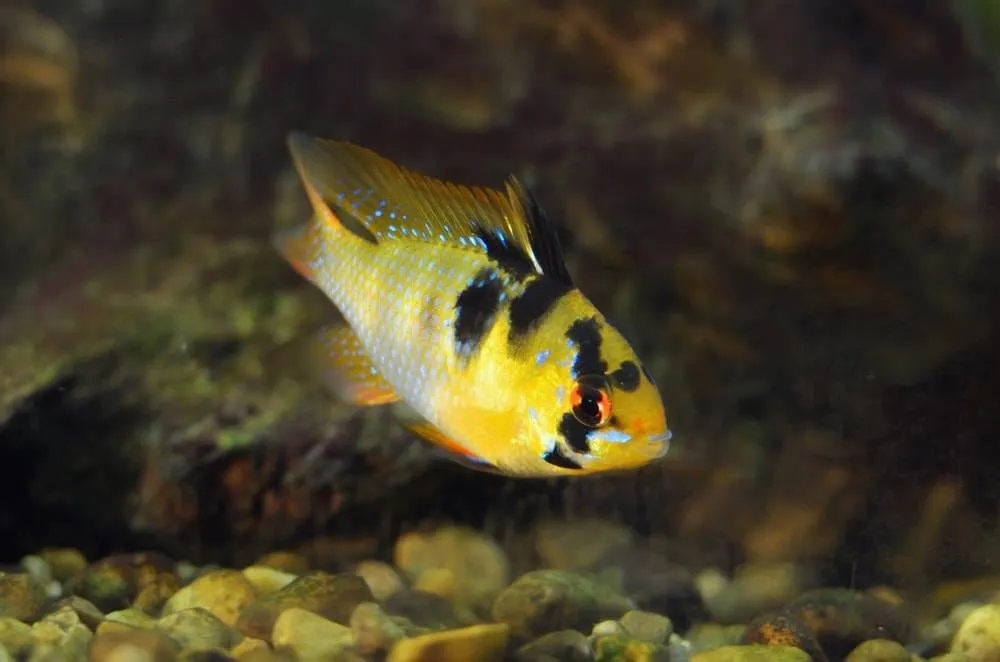 Microgeophagus ramirezi