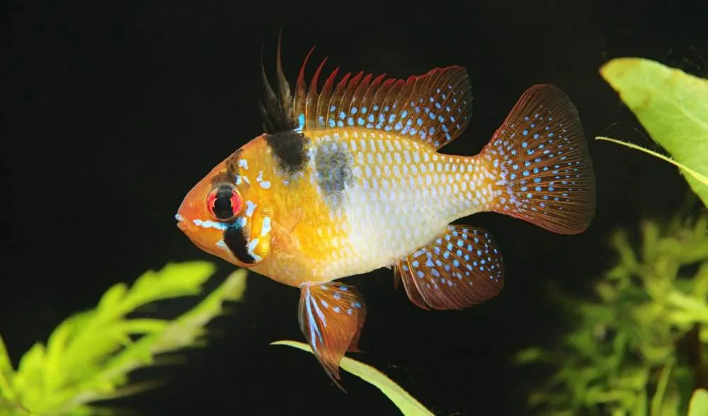 Microgeophagus ramirezi