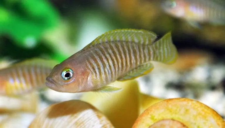 Neolamprologus multifasciatus
