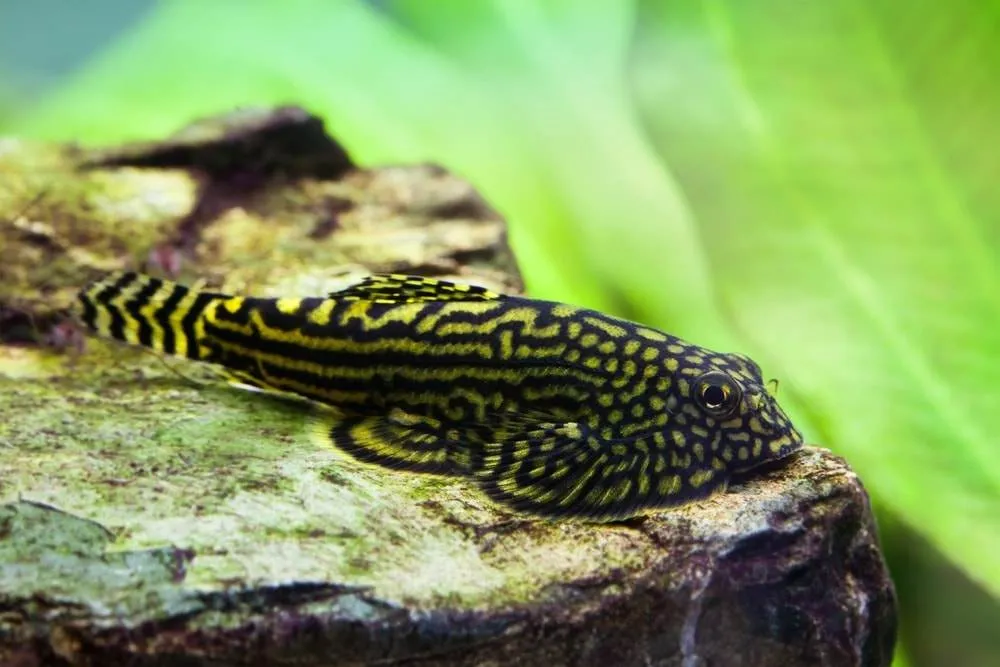 poisson Loche Leopard 