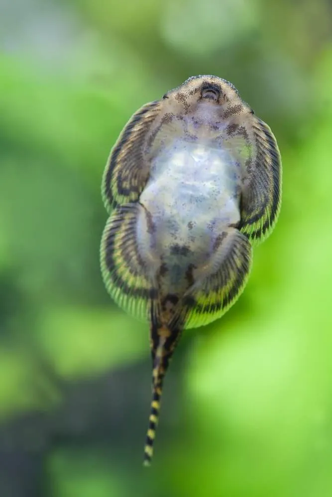 poisson Loche Leopard 