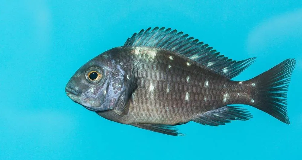 Tropheus duboisi