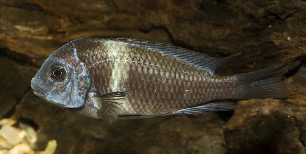 Tropheus duboisi