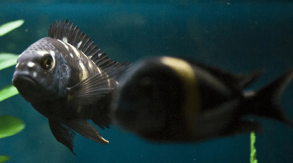 poisson Tropheus duboisi