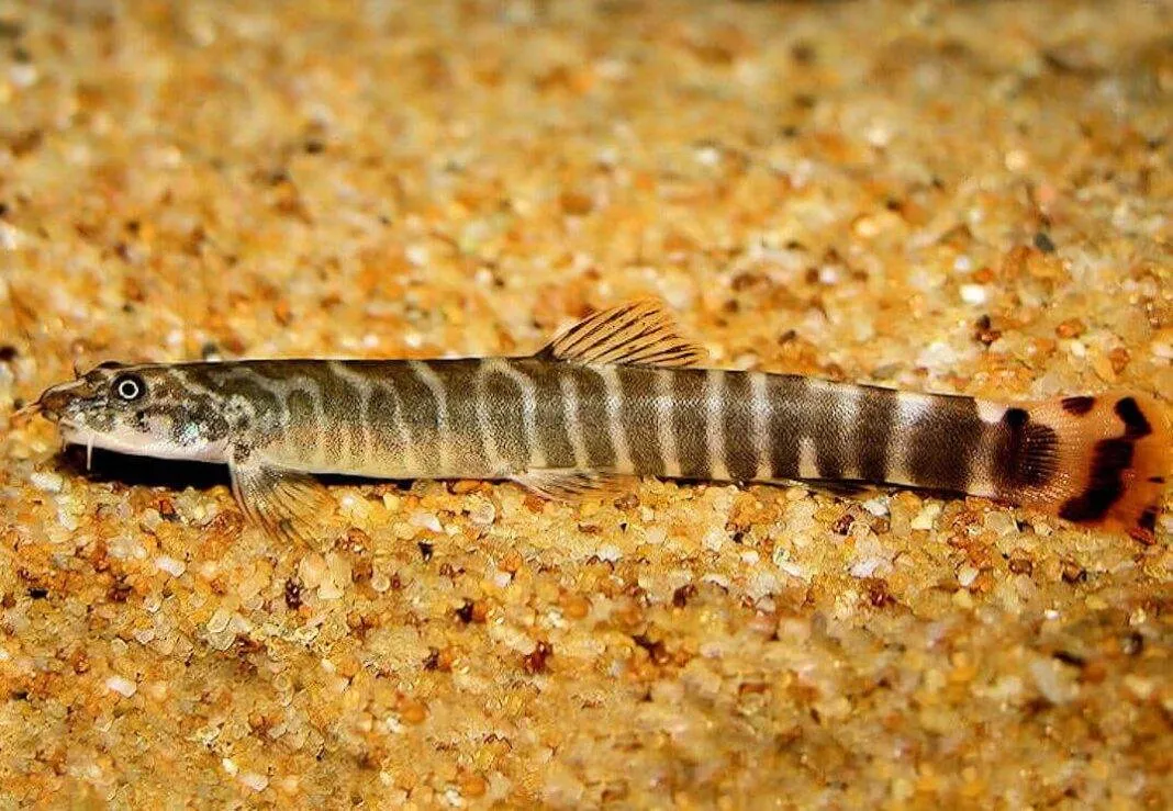 aborichthys-elongatus-min Aborichthys elongatus