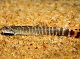 Aborichthys elongatus