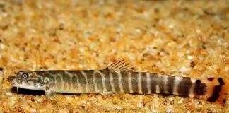 Aborichthys elongatus