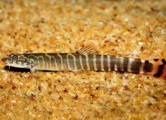 Aborichthys elongatus