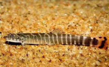 fiche du poisson Aborichthys elongatus Aborichthys elongatus