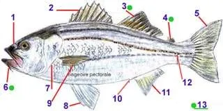 Petit aperçut externe d’un poisson