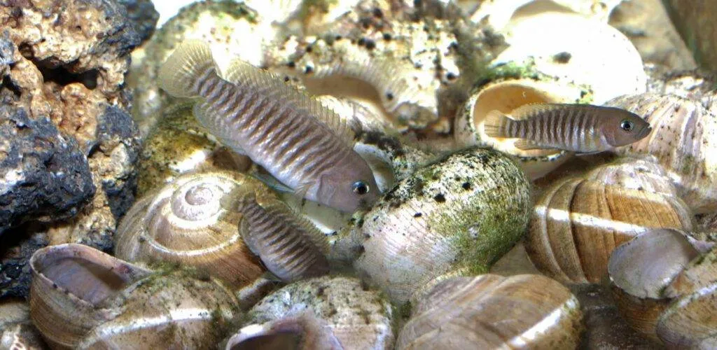 Neolamprologus multifasciatus