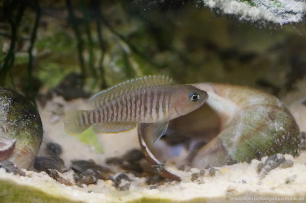 Neolamprologus multifasciatus