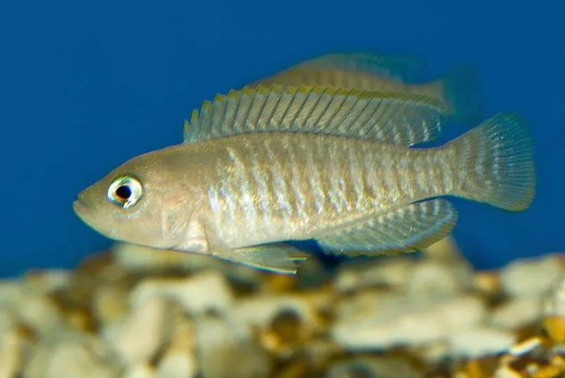 Neolamprologus multifasciatus