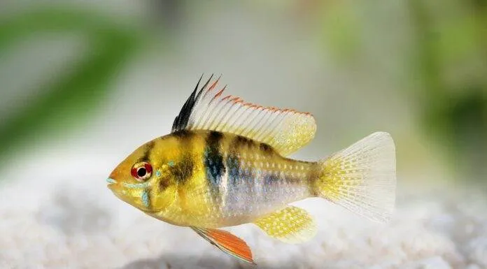 Fiche du poisson Microgeophagus ramirezi (Cichlidé Rami) ramirezi