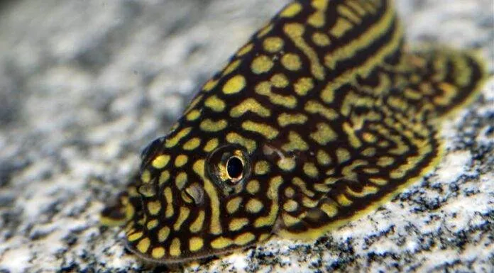 fiche du poisson Loche Leopard (Sewellia lineolata) Loche léopard