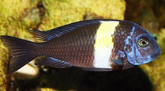 fiche du poisson Tropheus duboisi