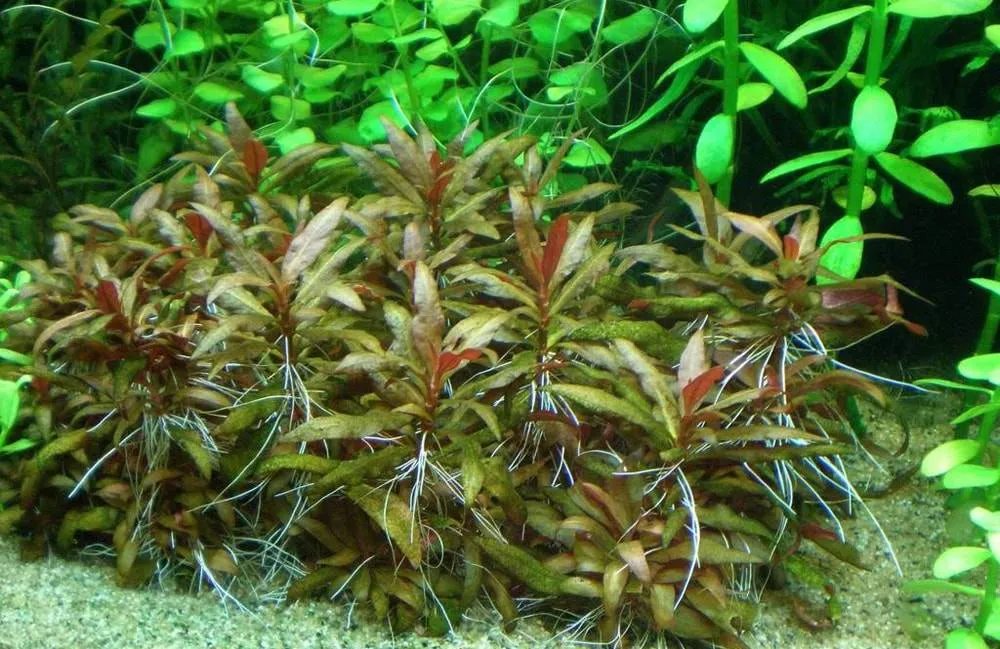 Alternanthera reineckii