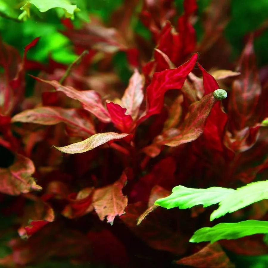 alternanthera reineckii rouge