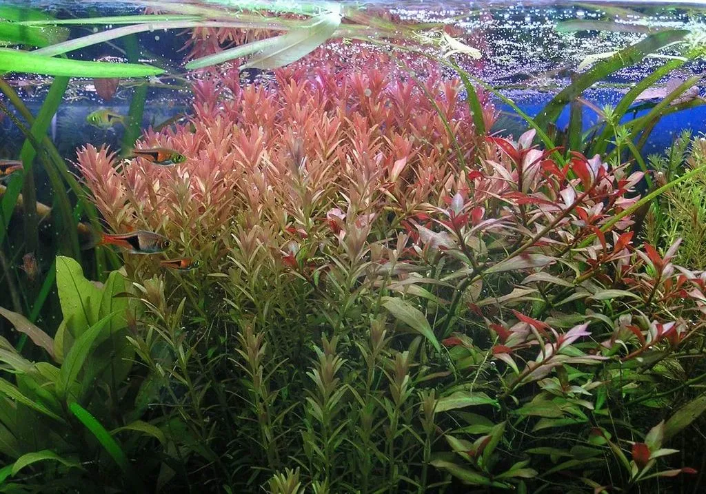 Alternanthère de Reineck aquarium