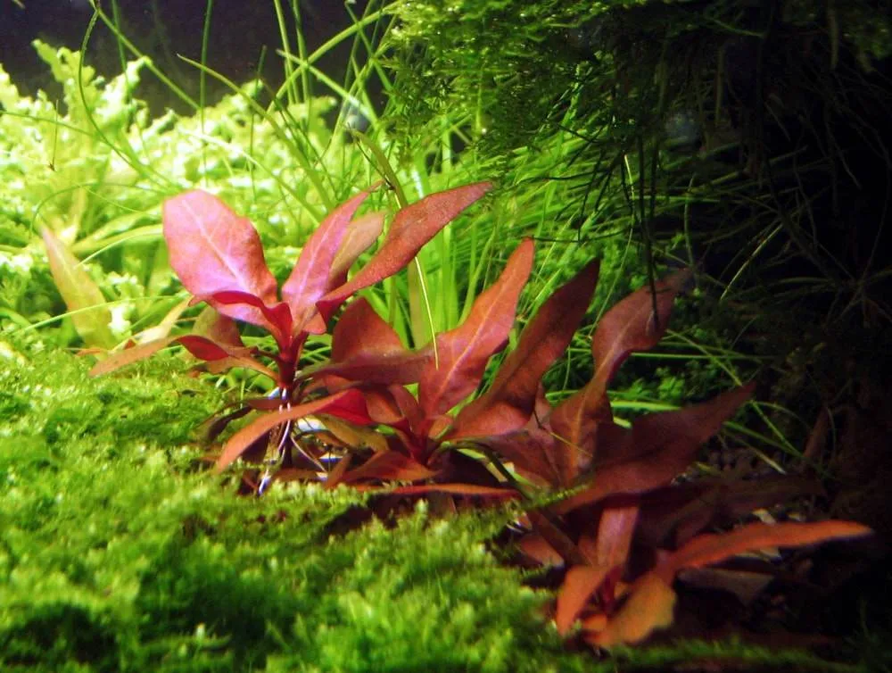 Alternanthère de Reineck