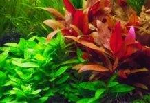 Alternanthère de Reineck