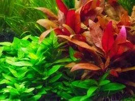 Alternanthère de Reineck