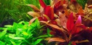 Alternanthère de Reineck