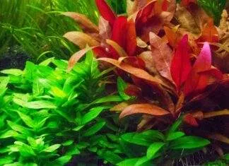 Alternanthère de Reineck