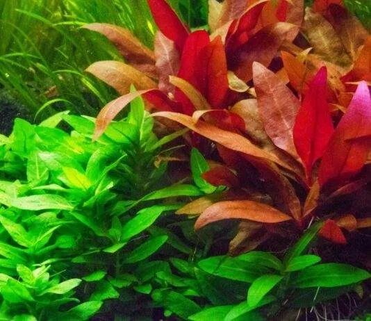 Alternanthère de Reineck