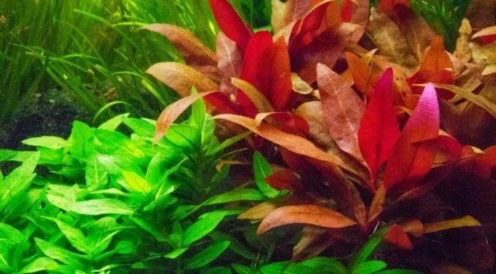 Alternanthère de Reineck