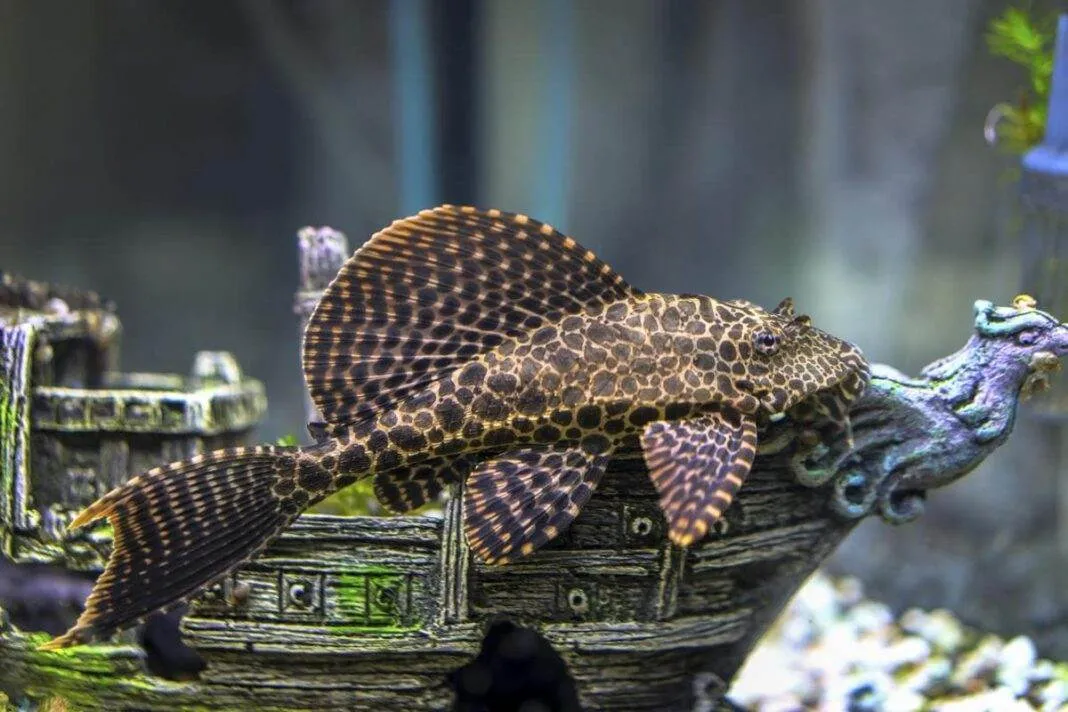 Ancistrus dolichopterus (1) poisson Ancistrus dolichopterus