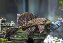 poisson Ancistrus dolichopterus