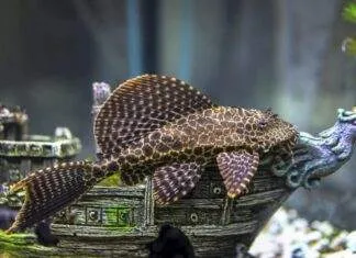 poisson Ancistrus dolichopterus