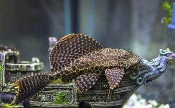 poisson Ancistrus dolichopterus