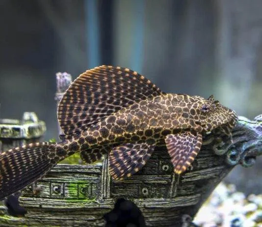 poisson Ancistrus dolichopterus