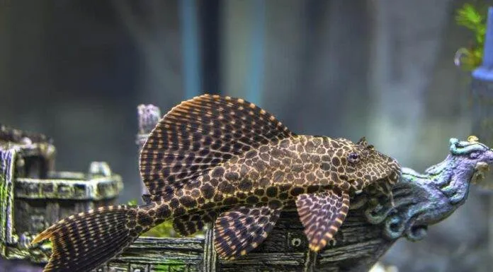 poisson Ancistrus dolichopterus