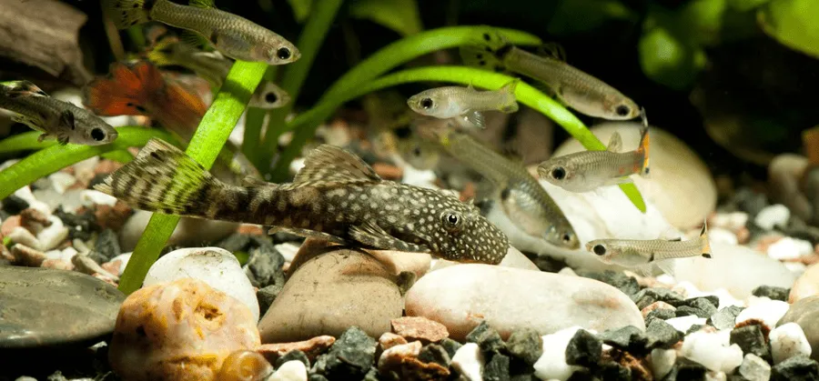 poisson Ancistrus dolichopterus