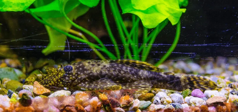 poisson Ancistrus dolichopterus