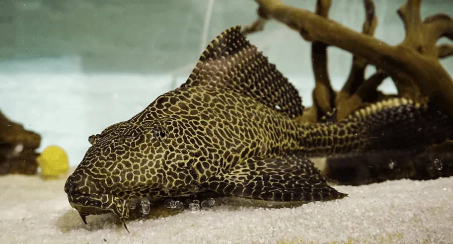 poisson Ancistrus dolichopterus