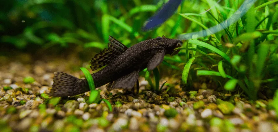 poisson Ancistrus dolichopterus