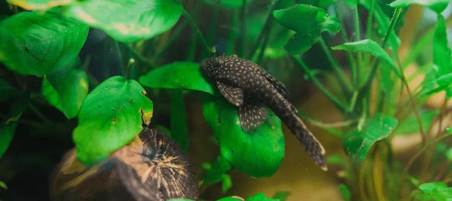 poisson Ancistrus dolichopterus