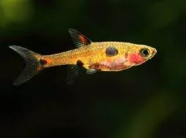 Boraras maculatus