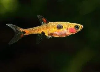 Boraras maculatus
