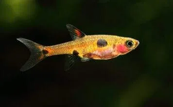 Fiche du poisson Boraras maculatus (Rasbora pigmée, rasbora tacheté) Boraras maculatus